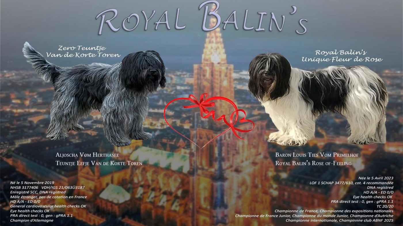 Chiot Schapendoes Royal Balin's