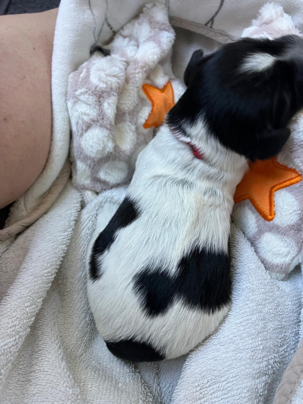 Royal Balin's - Chiots disponibles - Schapendoes