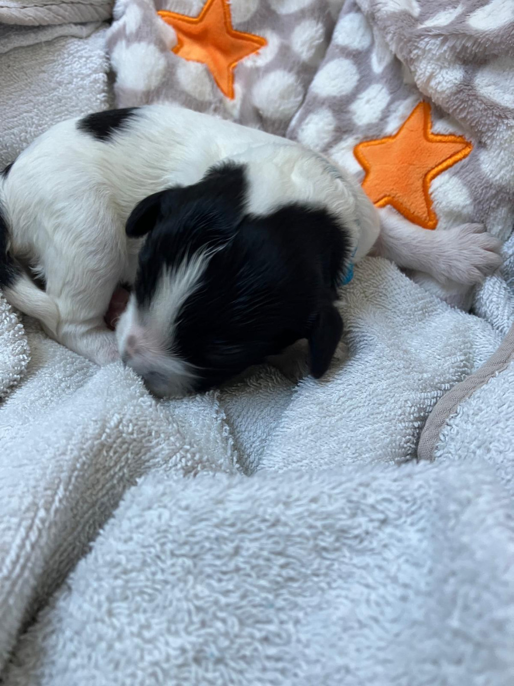 Royal Balin's - Chiots disponibles - Schapendoes