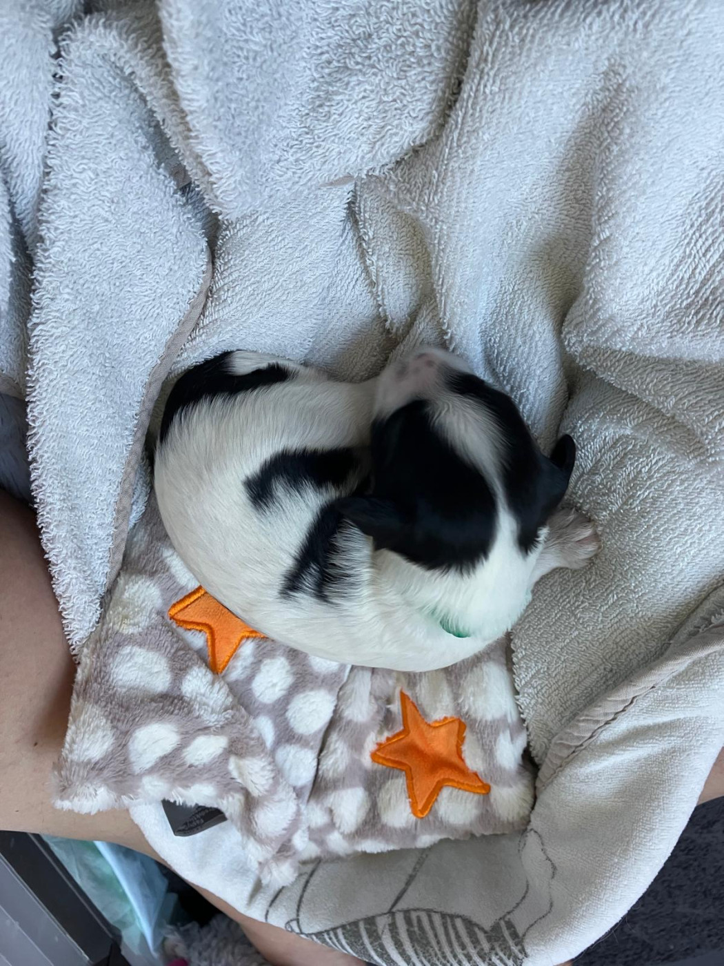 Royal Balin's - Chiots disponibles - Schapendoes