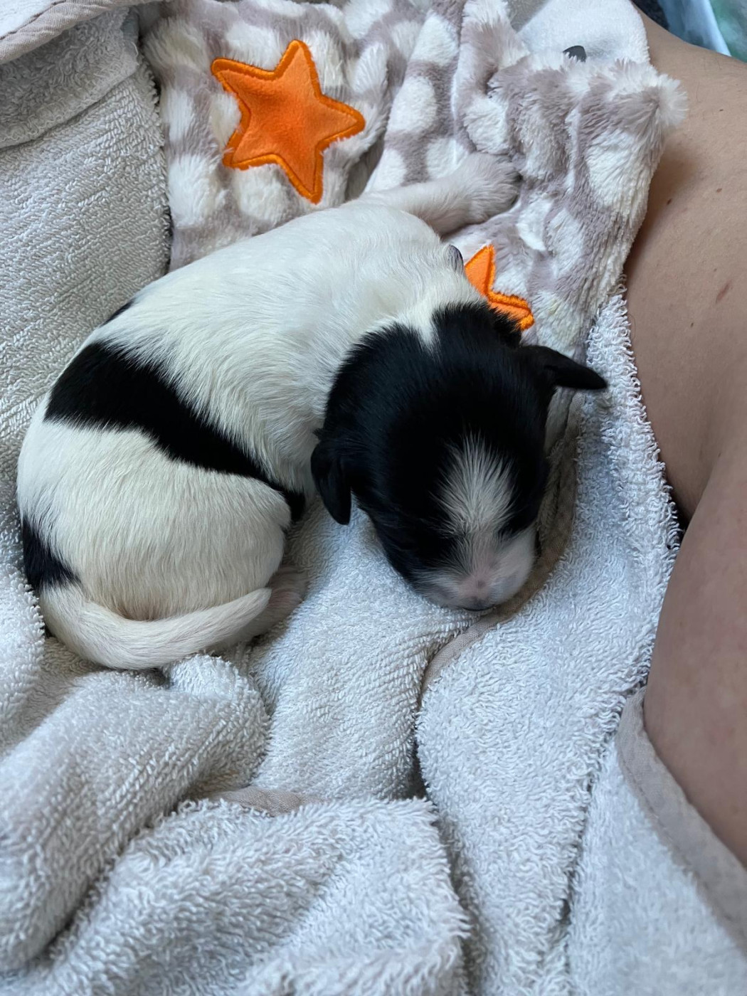 Royal Balin's - Chiots disponibles - Schapendoes